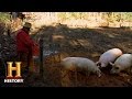 Understanding Hog Farming and Sustainability