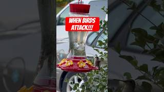 Birds! They’re everywhere!