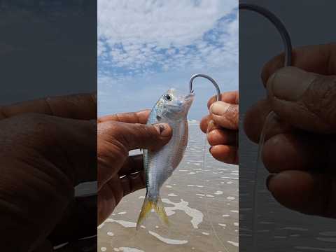 NATURAL bottom fishing bait