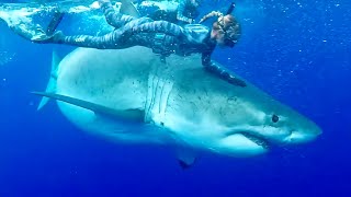 MAN AND BEAST - PART 58 - Great Animal Compilations