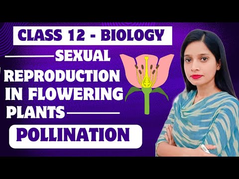 POLLINATION - Sexual Reproduction In Flowering Plants part-4 | NCERT | Handwritten notes