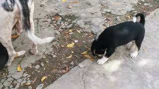 adorable puppies so beautiful they are so pleasure and lovely