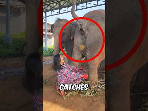 Girl Collects Elephant Poop 🤢💩