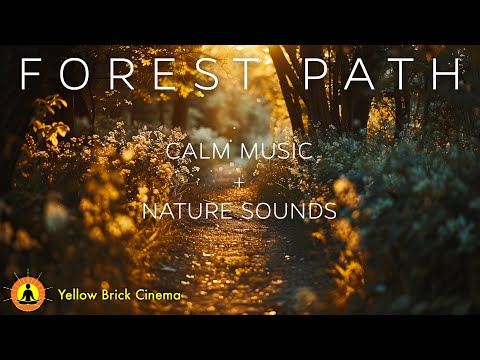 3 Hours: Beautiful Relaxing Music for Sleep, Relaxing Forest Meditation Music, Stress Relief &amp; Study