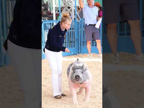 We are "Down with the Sickness" of showing pigs!! #showpigs #livestockshow