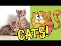 Facts About Domestic Cats