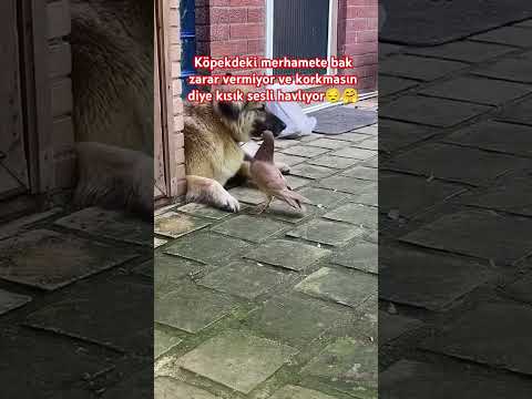 merhamet güzel birşey herkezde yok işte.😔