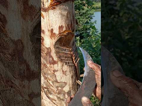 Method of extracting date palm juice from palm trees #nature #youtubeshorts