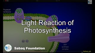 Light Reaction of Photosynthesis