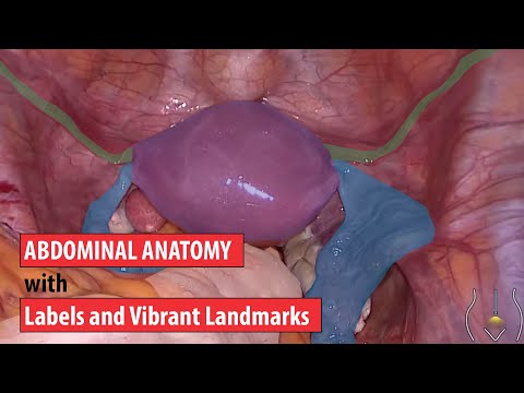 Color-Coded Exploration of Abdominal Anatomy: A Detailed Tour with Labels and Vibrant Landmarks