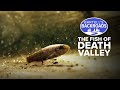 Pupfish Survival and Adaptation