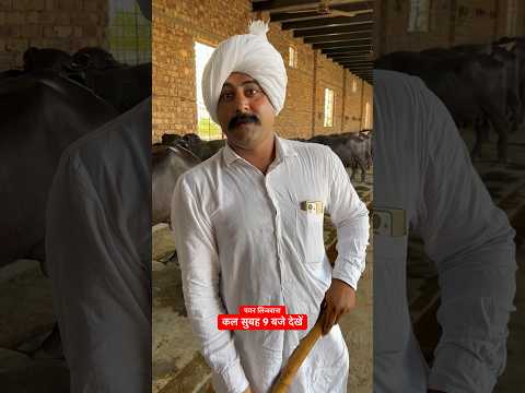Pawan Lijwana New Dairy Farm #Pawan_Lijwana #shorts #ajaybindroli