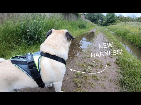 puglife harness coupons
