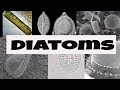 Diatoms: Characteristics and Ecology