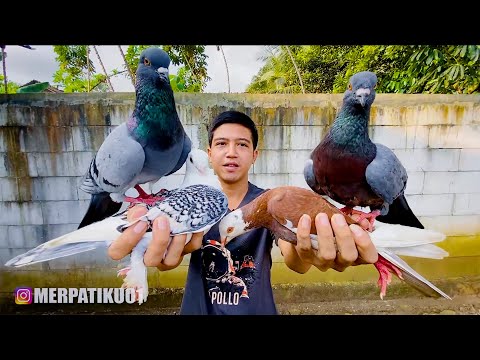 TES KECERDASAN MERPATI BARU
