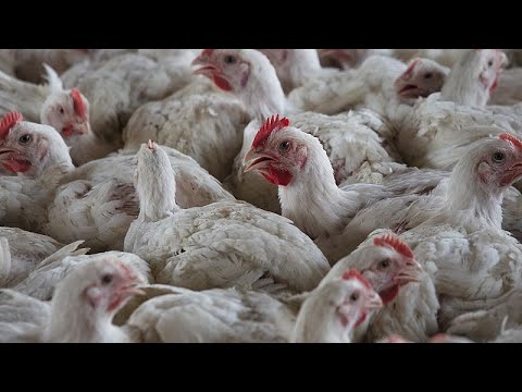 YouTube video thumbnail: South Africa Reports new Bird flu Outbreak on Poultry Farms