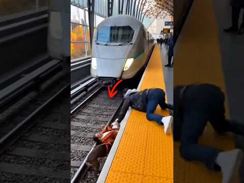 A Dog Was on the Tracks… As the Train Closed In, She Took the Risk ❤️🐶#dog #shorts #train #fyp