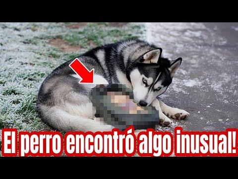 Mujer rompe a gritar al ver lo que escondía el perro callejero! #perros #misterios #story