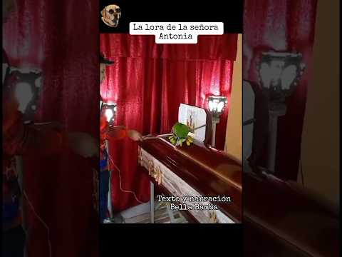La lora de la señora Antonia #bellabamba #historiasdeanimales