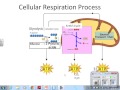 Cellular Respiration and Photosynthesis Concepts