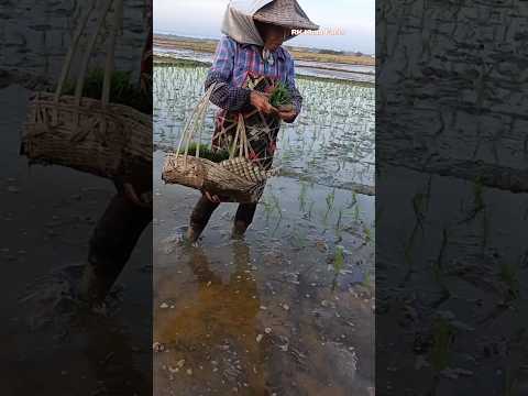 देखिये किसान का टेलेंट #shorts #facts #kisan #farming #viralshorts #viralvideo #ytshortsindia