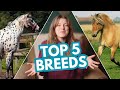 Horse Breeds Characteristics and Care