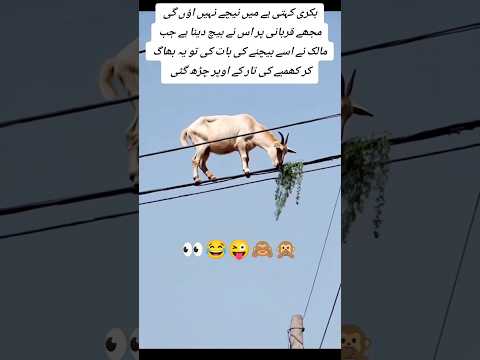 Bakri jump Thor #aviation #shortsfeed #shortsviral #shortvideo #trending #explore #music #live
