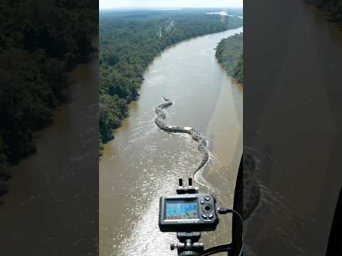 Giant anaconda caught on Amazon!#trendingreels #ai #amazon #anaconda #viral