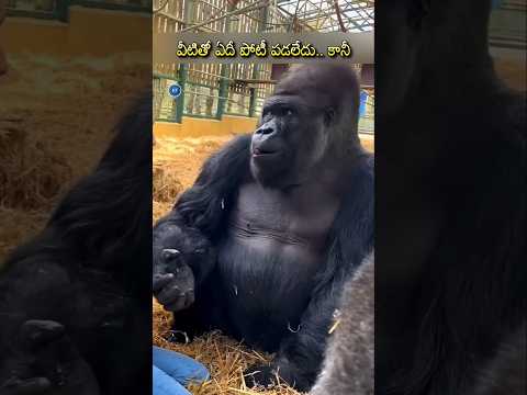why gorilla afraid of water #shorts #facts