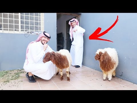 دخلت خروف العيد على دستور وهو نايم ( مقلب ) 😂💔!!