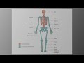Human Skeletal System and Joints