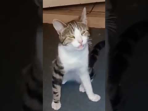 Tipos de gatos hablando 🤣 #humor #memes #gatos #disfrutenlo #divertidos