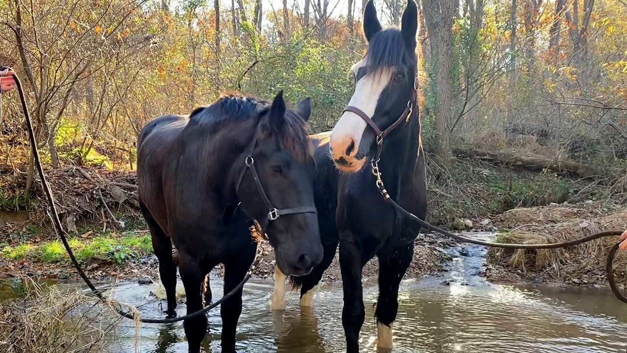 Gentle Giant Horse Teaches A Neglected Horse How To Play Faith = Restored