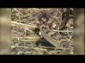 Animal Adaptations and Ecosystem Characteristics