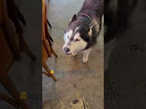 괜히 시비걸다 당황한 허숙희씨 #강아지쇼츠 #husky #dogshorts #siberianhusky #dogs #강아지 #허스키하늘이 #허스키하울링 #하울링 #대형견 #반려견