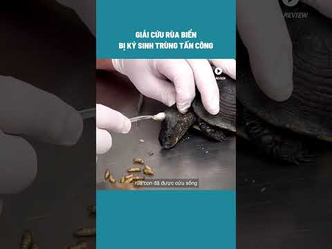 HD Review Giải Cứu Rùa Biển Bị Ký Sinh Trùng Tấn Công #shorts