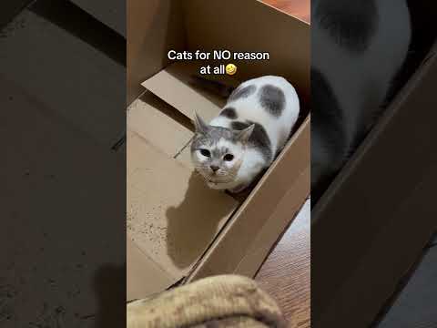 She thinks she tough #cat #cats #funny