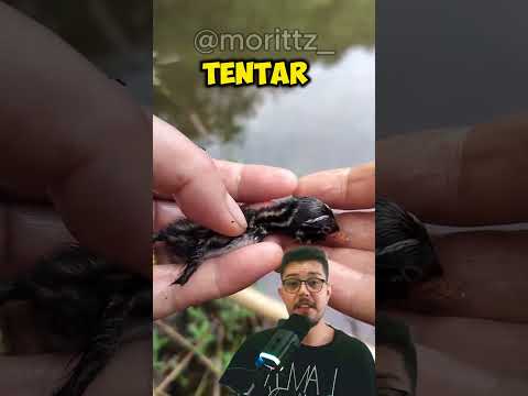 Olha que bonitinho! 🦆🦆#pato #animais #animals #shortsfeed #viral #shortsvideo #fyp