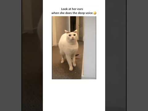 LOOK at her ears 🤣                                     #youtubeshorts #viralvideo #foryou #fyp #sad