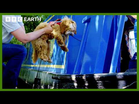 Puppy Lives Best Life on Canal Boat Holiday | Wonderful World of Puppies | BBC Earth