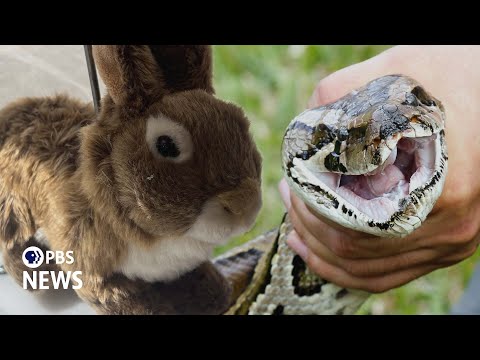 YouTube video thumbnail: How 'Robo Bunnies' Could Weed out Pythons From the Everglades