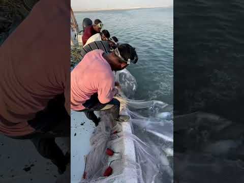 Amazing Fishing with Hadhra full video