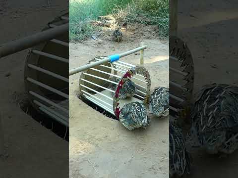 Create Amazing Bird Trap #Quail Trap #shorts