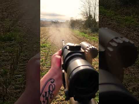 Incroyable tir d'un sanglier de 80 kilos ! Amazing shot on a 80 kilo wild boar #sanglier #hunting