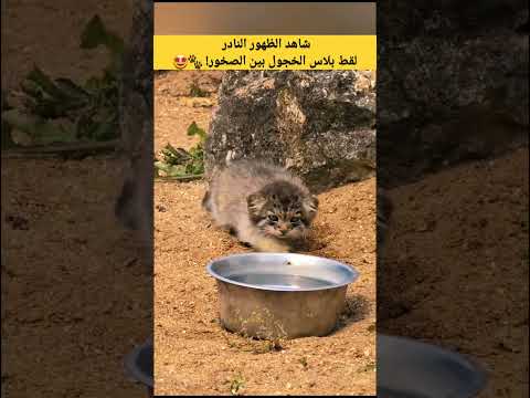 شاهد الظهور النادر لقط بلاس الخجول بين الصخور! 🐾🤩 #قطط