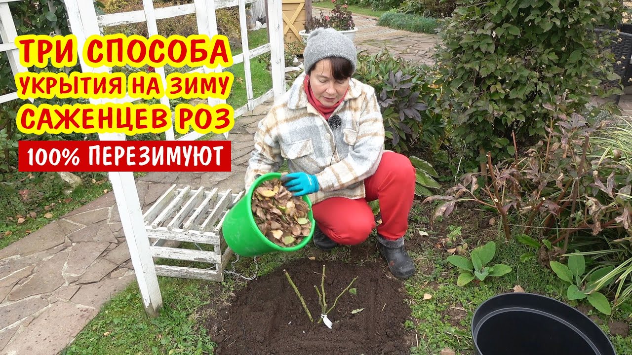 Три рабочих способа укрытия на зиму саженцев роз. Перезимуют - 100%!