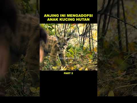 KETIKA ANJING MENGADOPSI KUCING HUTAN #AgenSpoiler #spoilerfilm #rekomendasifilm #filmseru #movies