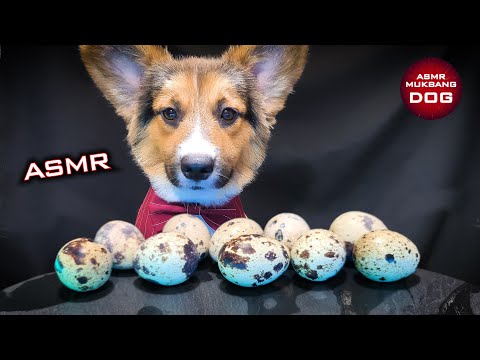 ASMR Mukbang Quail Eggs 🐣 Corgi Dog Eating 11 🐕