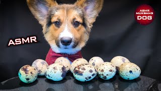 ASMR Mukbang Corgi Dog Eating Quail Eggs 🐣