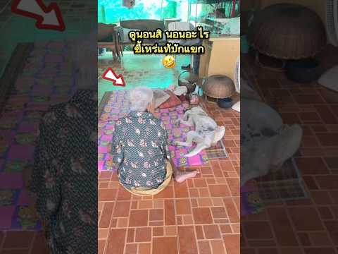 เอ็งนอนดีๆปะไรบักกล้วยแขก🤣 #funny #คลายเครียด #lovelydog #dog #สุนัข #ชีวิตบ้านๆ #shorts #happy
